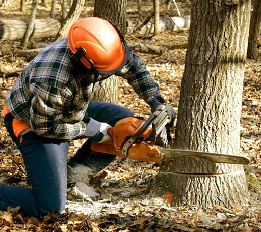 Tree Removal in Wellesley Island, NY